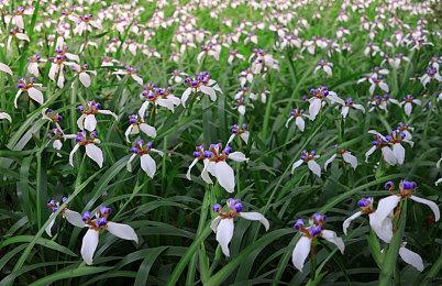 《玩具熊的五夜后宫Plus》上线Steam 发售时间待定